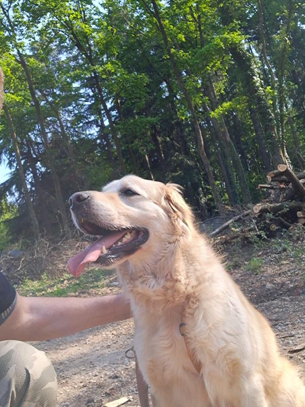 Casper, un Golden Retriever bello da impazzire Foto 2